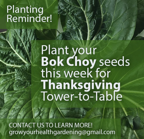 Plant your Bok Choy Seeds Now for Thanksgiving Meals