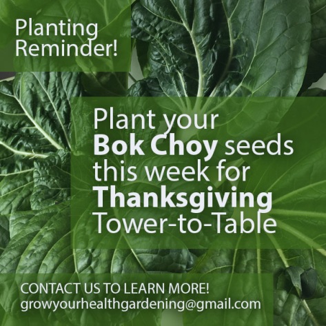 Plant your Bok Choy Seeds Now for Thanksgiving Meals