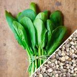 Spinach_-_Bloomsdale_seeds_1024x1024