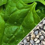 Spinach_-_New_Zealand_seeds_main_1024x1024