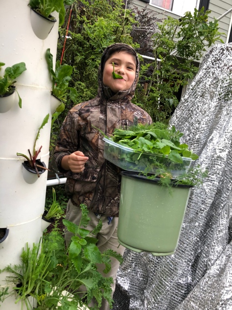8 year old boy eating greens off a Tower Garden