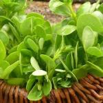 Purslane Herb for Salads