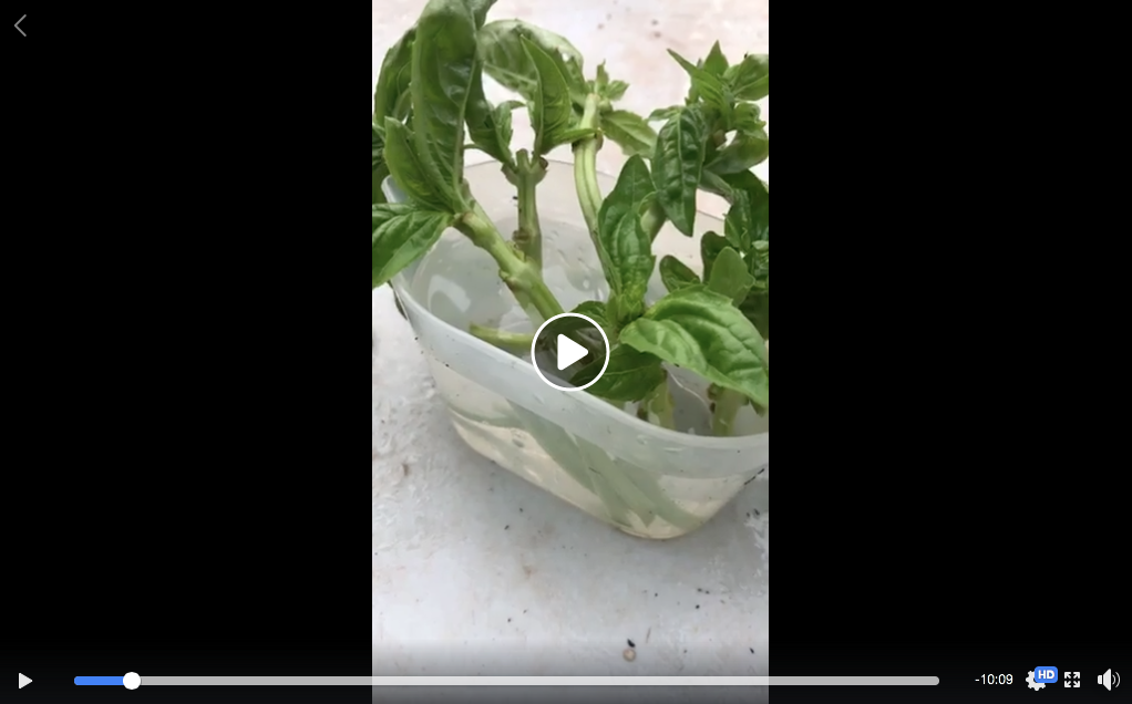 How to cut basil for new plants