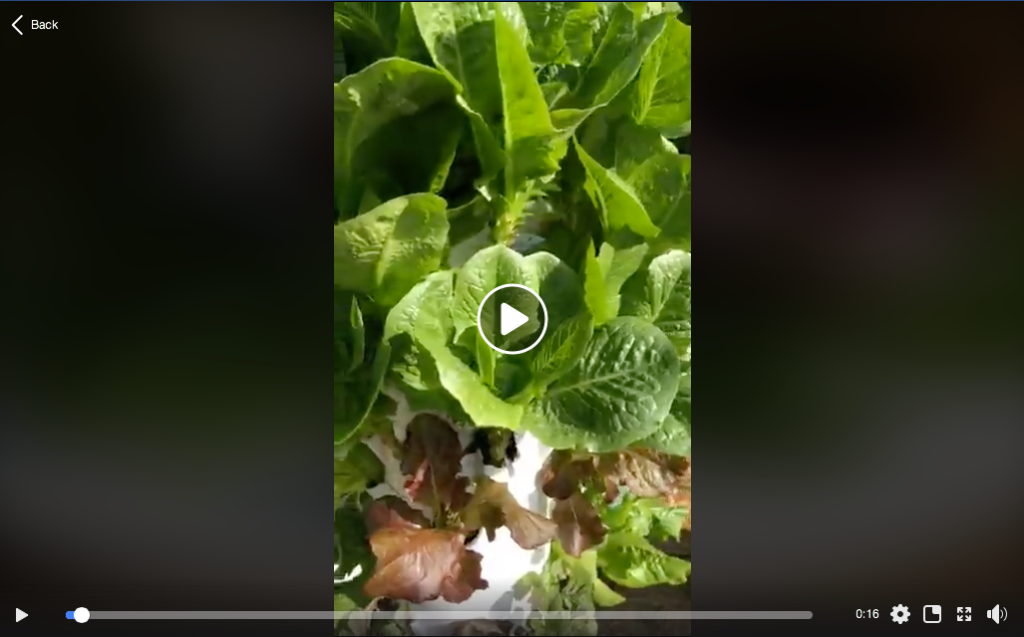 How to Grow Hydroponic Lettuce in Tower Garden