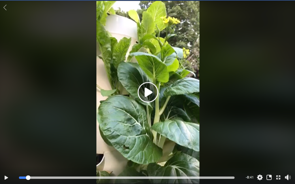 Hydroponic Bok Choy Pak Choi How to Save Seed