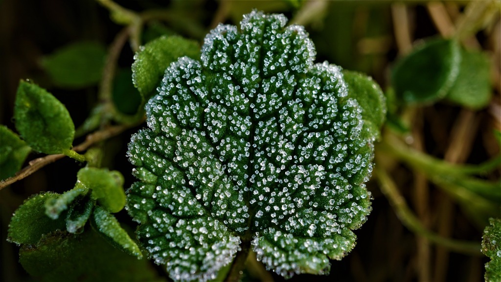 Green Leaf with first signs of frost showing