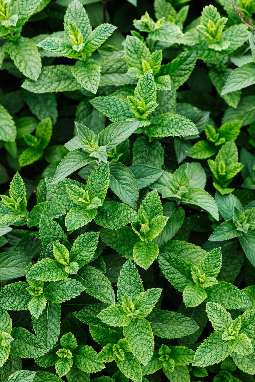 photo of green peppermint plant