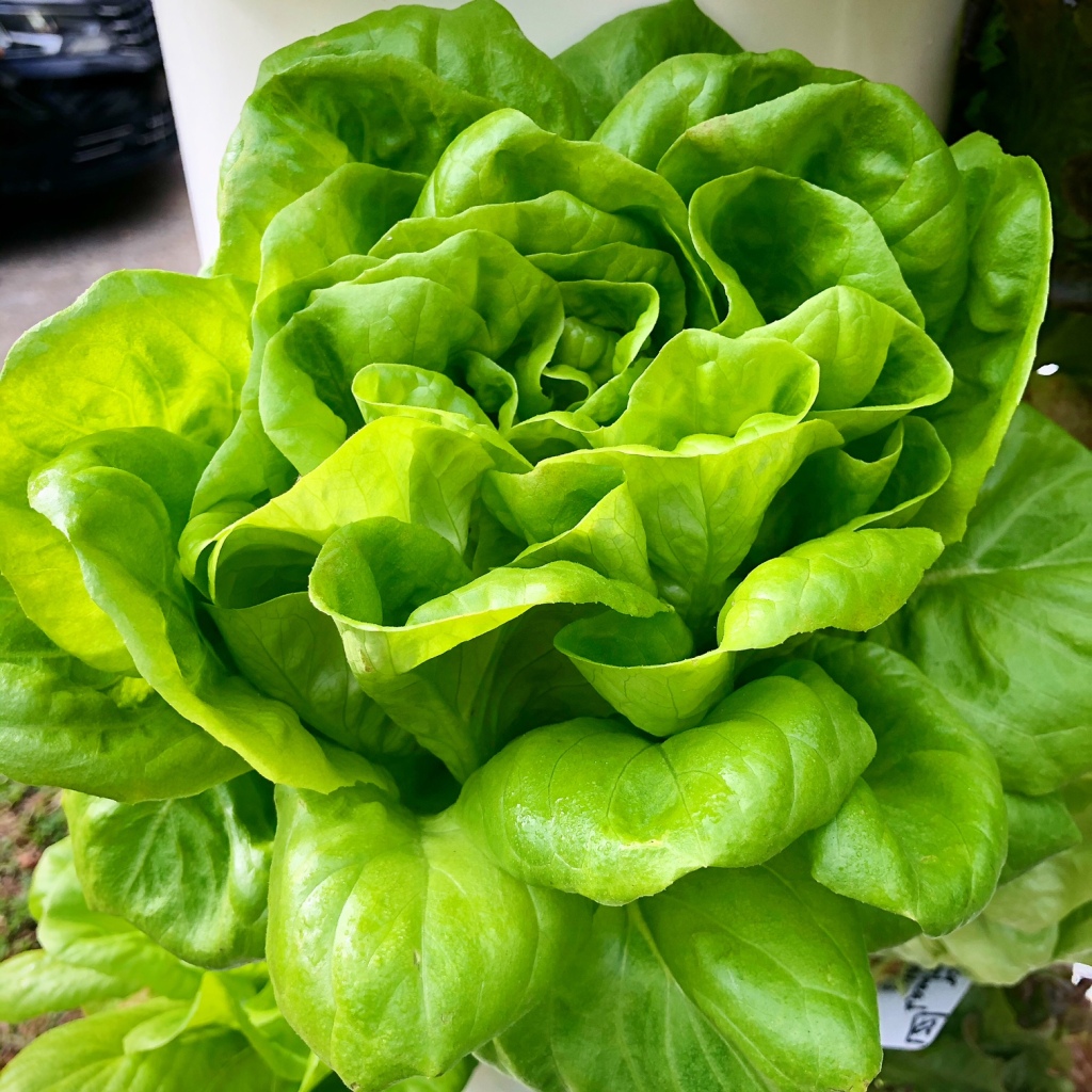 Green Bibb Lettuce growing in a hydroponic aeroponic Tower Garden