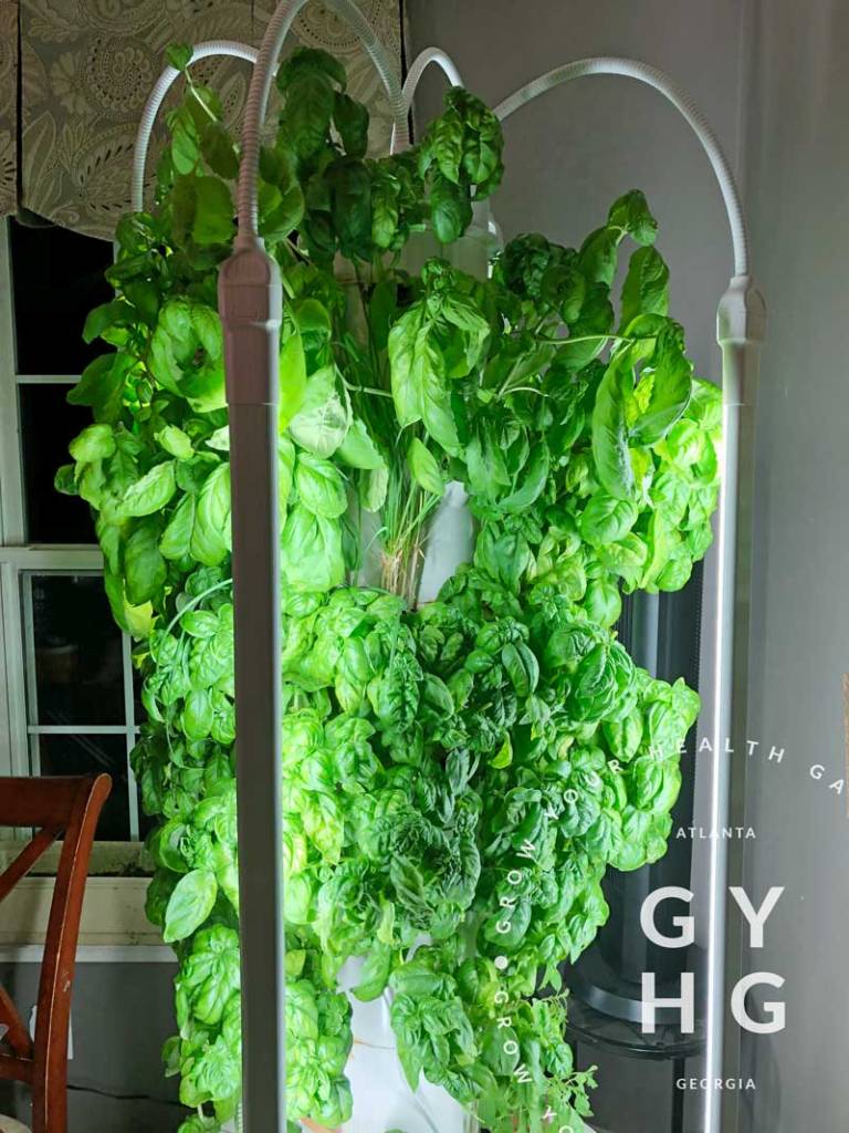 Tower Garden growing indoor Genovese basil hydroponically