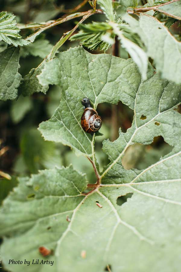 Snail on leaf chewing away as a pest to production