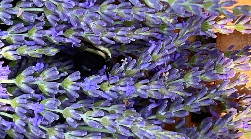 Close up of lavender buds