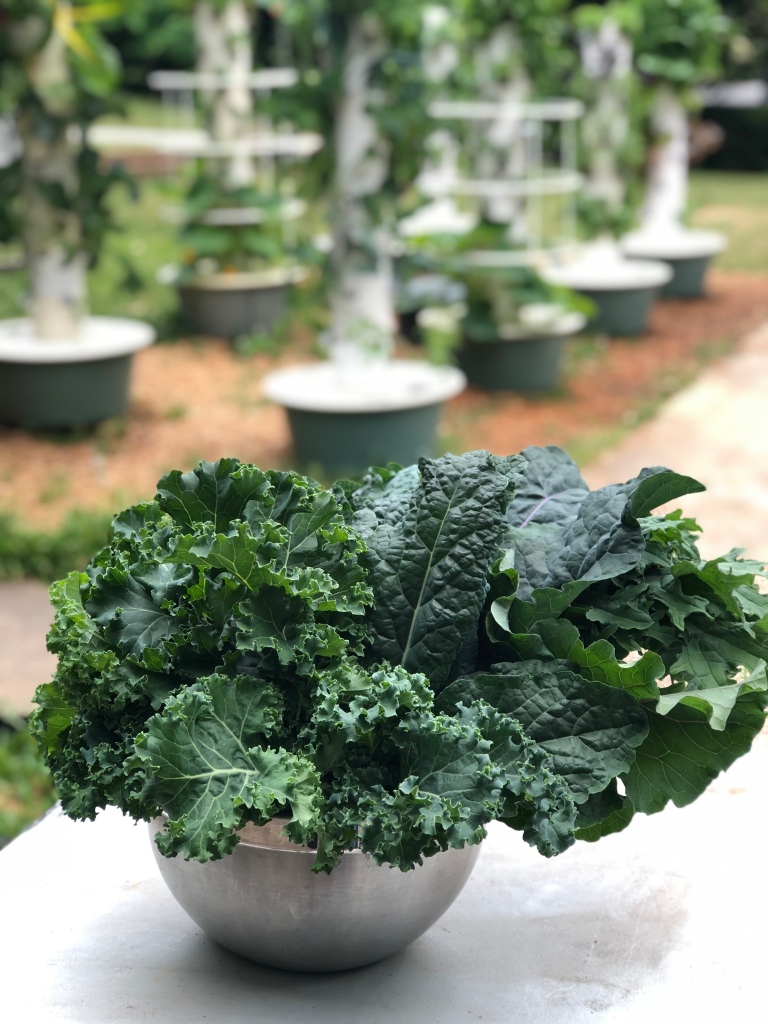 Kale harvest from hydroponic aeroponic Tower Garden