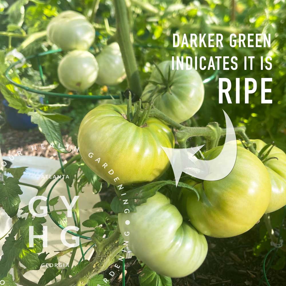 Here's a look at how abundant Aunt Ruby's German Green Tomato is on the vine. The darker yellowish green is how you know when the fruit is ready to pick and enjoy.