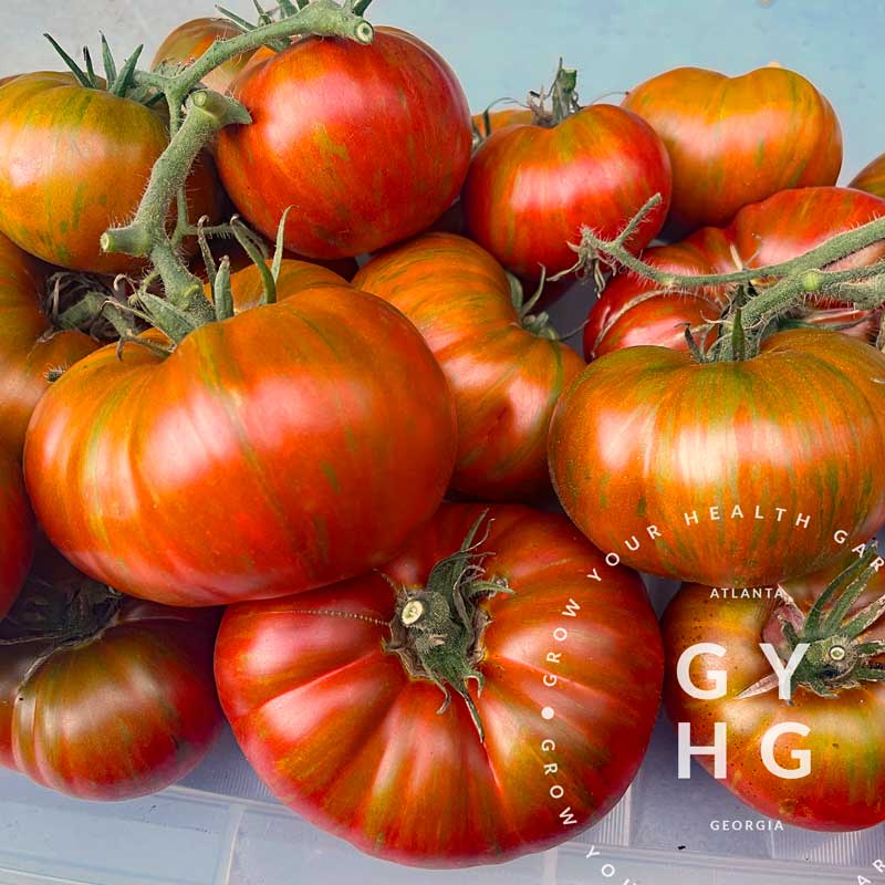 New Tomato Variety Releases for 2024 — Part 2 — Chocolate Stripes Tomato