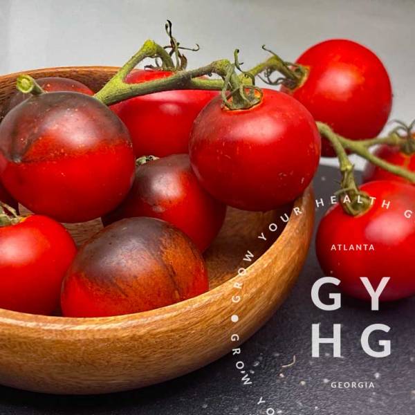 New Tomato Variety Releases for 2024 — Part 4 — Heaven Oregon Tomato